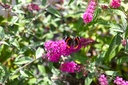 BUMRUBY_20260807155704.JPG