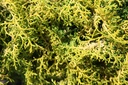 CHOMELOD_20260807140148.JPG