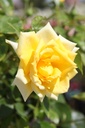 ROGOLDST_20260807155239.JPG