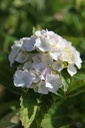 HYMEMOUI_20260807103912.JPG