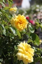 ROGOLDST_20260807115412.JPG