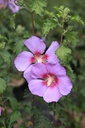 HISRMOON_20260820141510.JPG