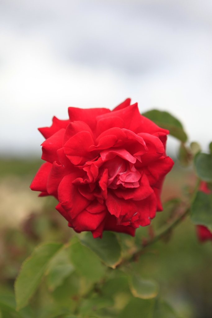 RONWEIBU_20260820141954.JPG