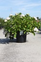 5401192091244_20260807103854.JPG