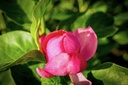 MACLEOPA_20260901103749.jpg