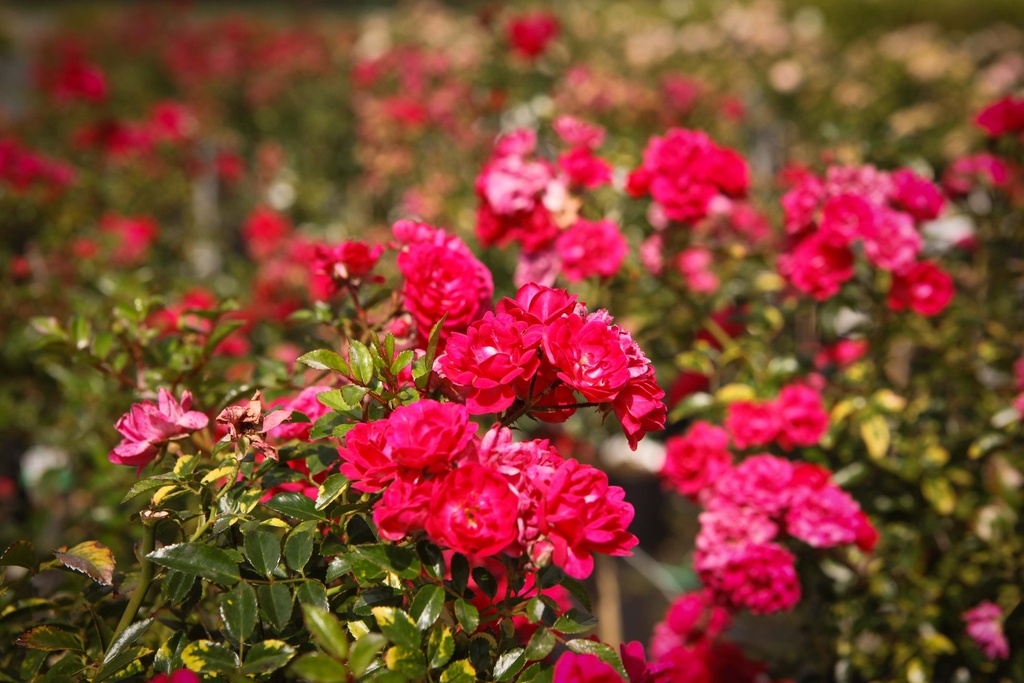 ROFQUEEN_20260901144434.jpg