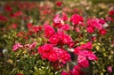 ROFQUEEN_20260901144434.jpg