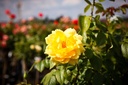 ROGOLDST_20260901144434.jpg