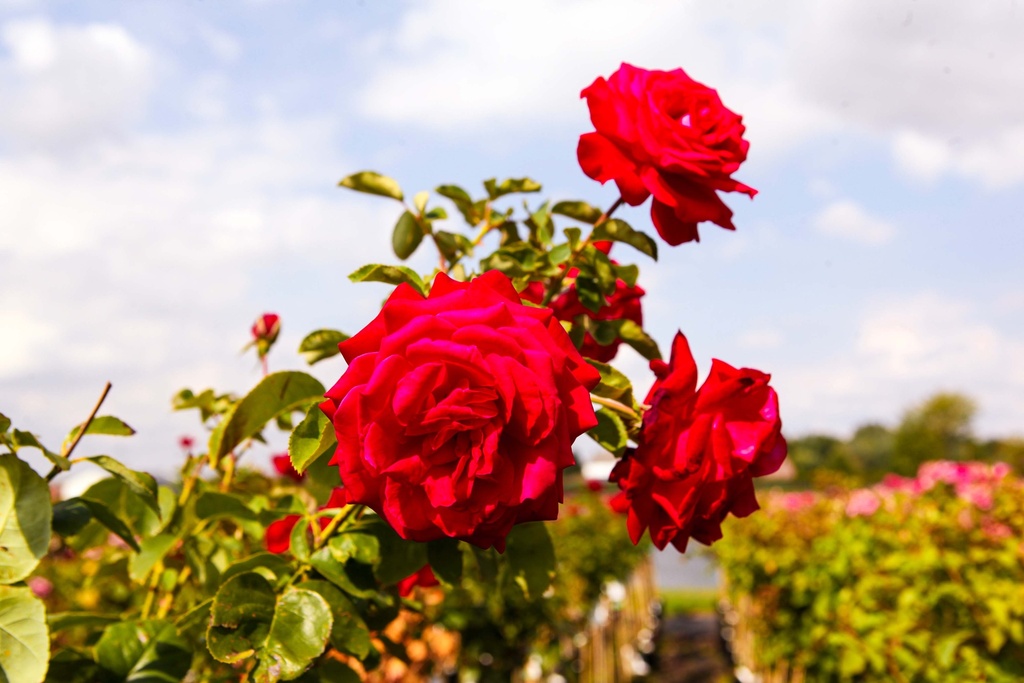 ROMELROS_20260901144437.jpg