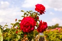 ROMELROS_20260901144437.jpg