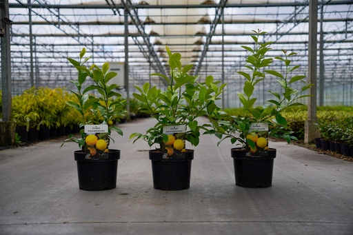 5401192092746_20260909155450.jpg