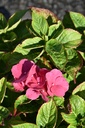 HYMRBARO_20260915105217.JPG