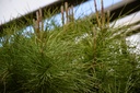 PIPINEA_20260916124225.JPG