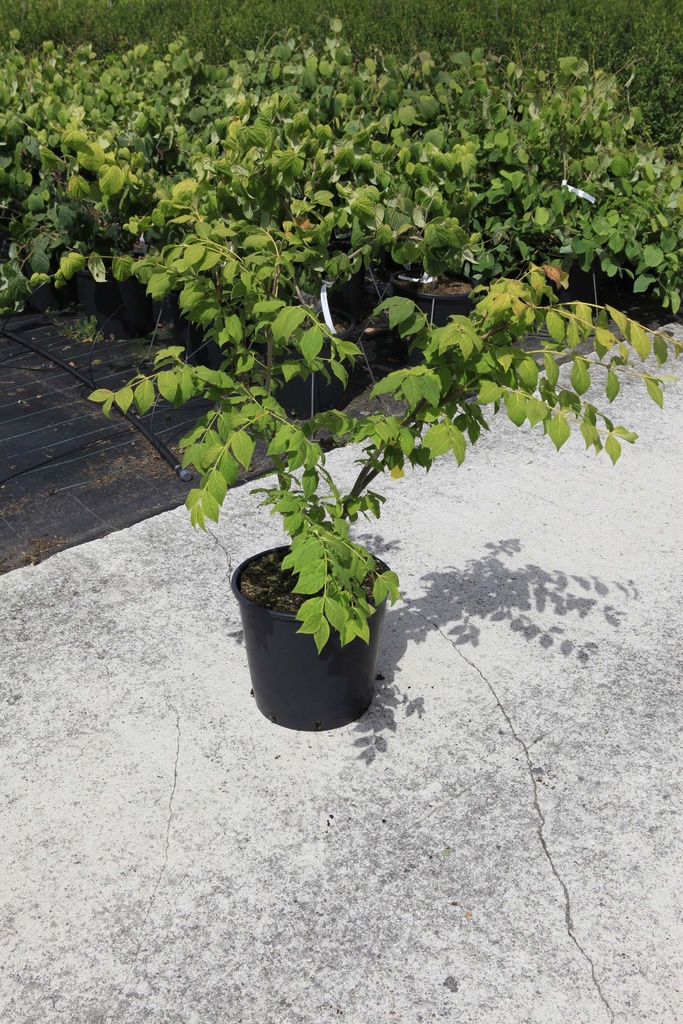 5404008099106_20260701121232.JPG