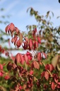 EUALATUS_20260807103102.JPG