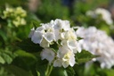 HYMEMOUI_20260807103908.JPG