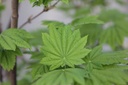 ACJVITIF_20130424083603_xlarge.jpeg