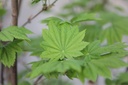 ACJVITIF_20130424083602_xlarge.jpeg