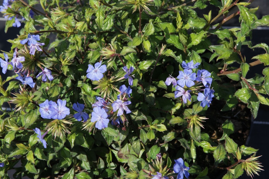CEWFBLUE_20150624104341_xlarge.jpeg