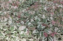 ACNFLAMI_20130711154705_xlarge.jpeg