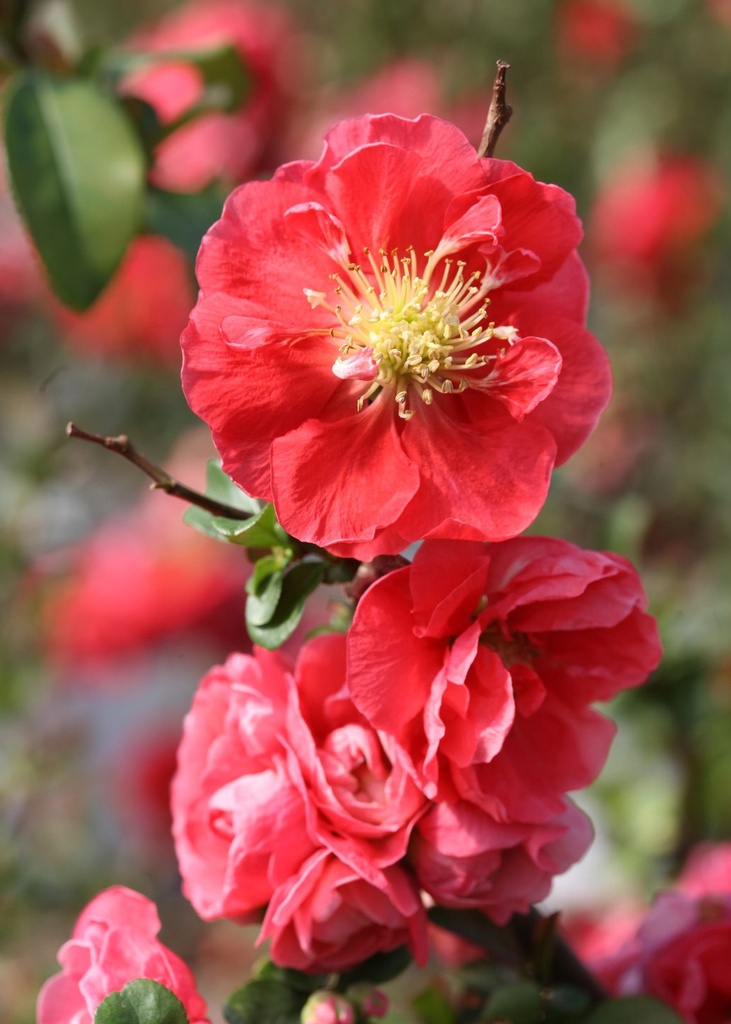 CHSPSTOR_20100322134345_xlarge.jpeg
