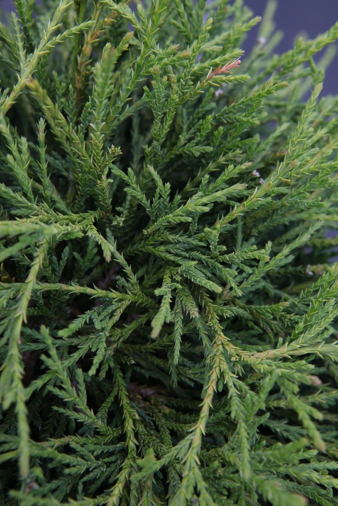 CHPFNANA_20160715133125_xlarge.jpeg
