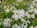 CHAGOLD_20120403135601_xlarge.jpeg