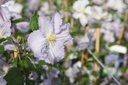 CLBANIOL_20160726083107_xlarge.jpeg