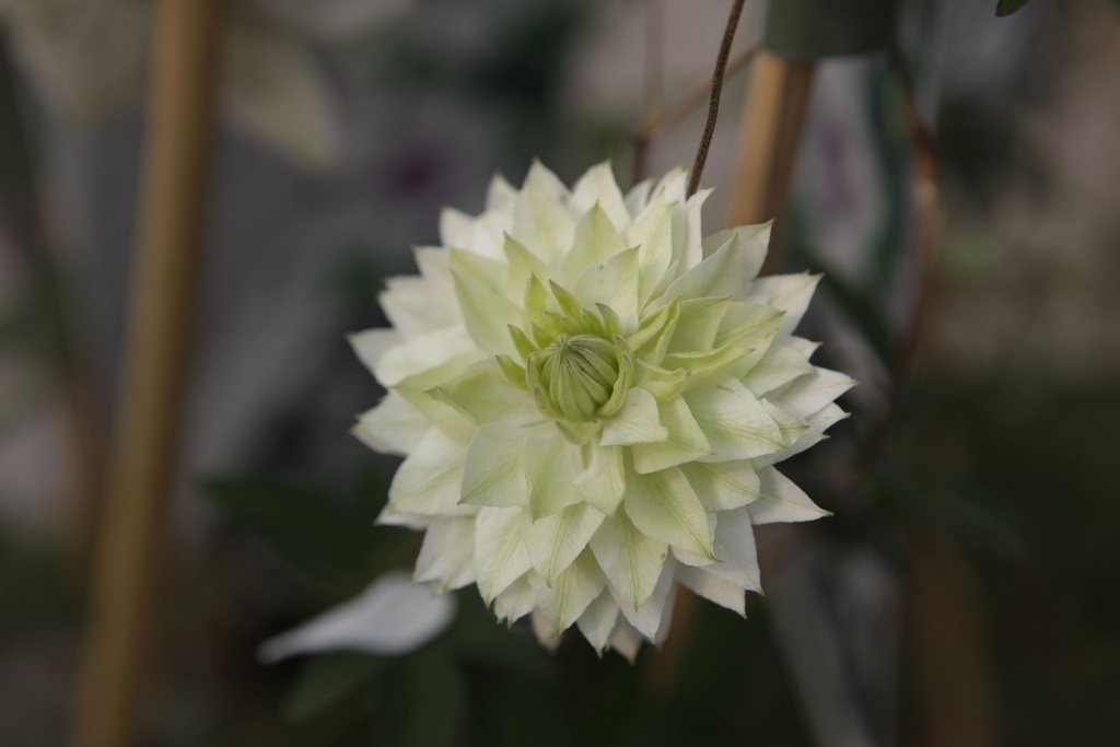 CLFSIEBO_20190821105047_xlarge.jpeg