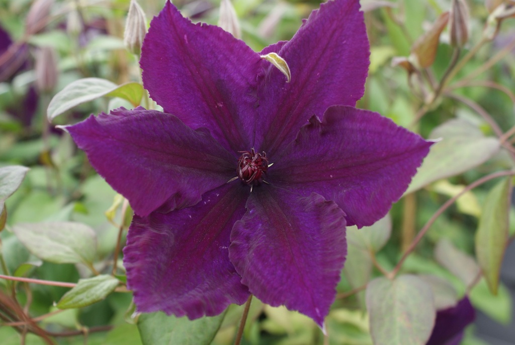 CLHONORA_20080714143244_xlarge.jpeg