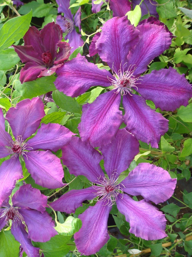 CLHONORA_20080513092136_xlarge.jpeg