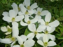 CLMGRAND_20080411154628_xlarge.jpeg