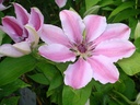 CLNMOSER_20080421124622_xlarge.jpeg