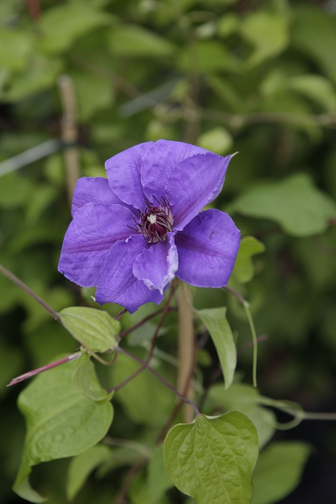 CLRAMONA_20190703155541_xlarge.jpeg
