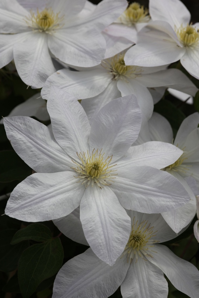 CLSHIRAY_20120914151916_xlarge.jpeg