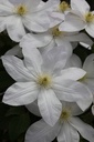 CLSHIRAY_20120914151916_xlarge.jpeg