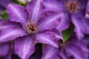 CLPRESID_20130522102230_xlarge.jpeg