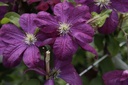 CLVOLUCE_20190719144717_xlarge.jpeg