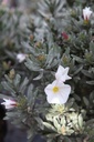 COCNEORU_20120928164534_xlarge.jpeg