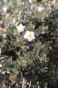 COCNEORU_20120928164429_xlarge.jpeg