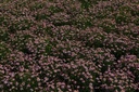 CORADREA_20130801112800_xlarge.jpeg