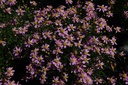 CORADREA_20130801112732_xlarge.jpeg