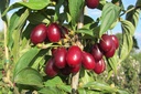 COMJOLIC_20120916163345_xlarge.jpeg