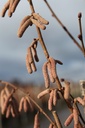 CORZELLE_20110118153607_xlarge.jpeg