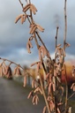 CORZELLE_20110118153551_xlarge.jpeg