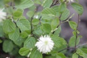 FOMBSHAD_20130502110841_xlarge.jpeg