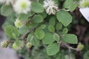 FOMBSHAD_20130502110613_xlarge.jpeg