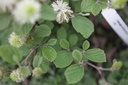 FOMBSHAD_20130502110606_xlarge.jpeg