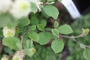 FOMBSHAD_20130502110504_xlarge.jpeg