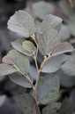 FOMBSHAD_20120801162348_xlarge.jpeg